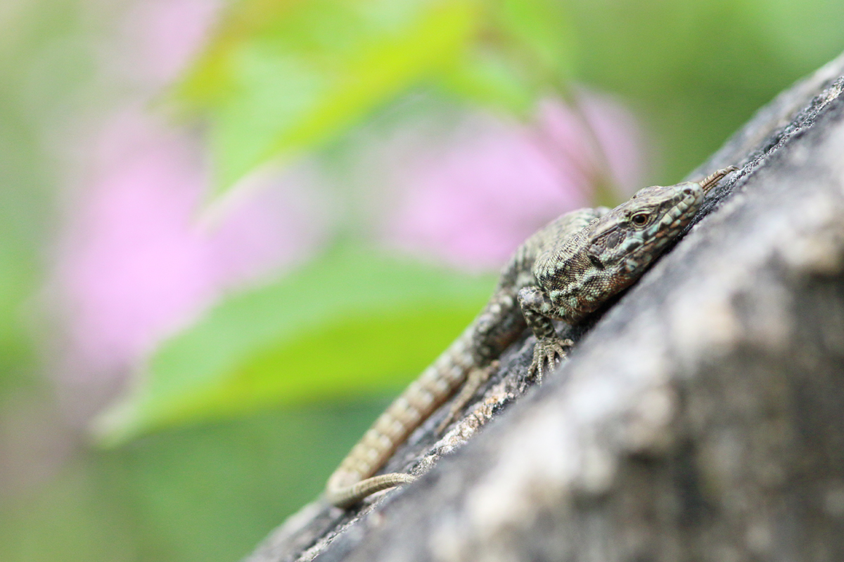 lézard