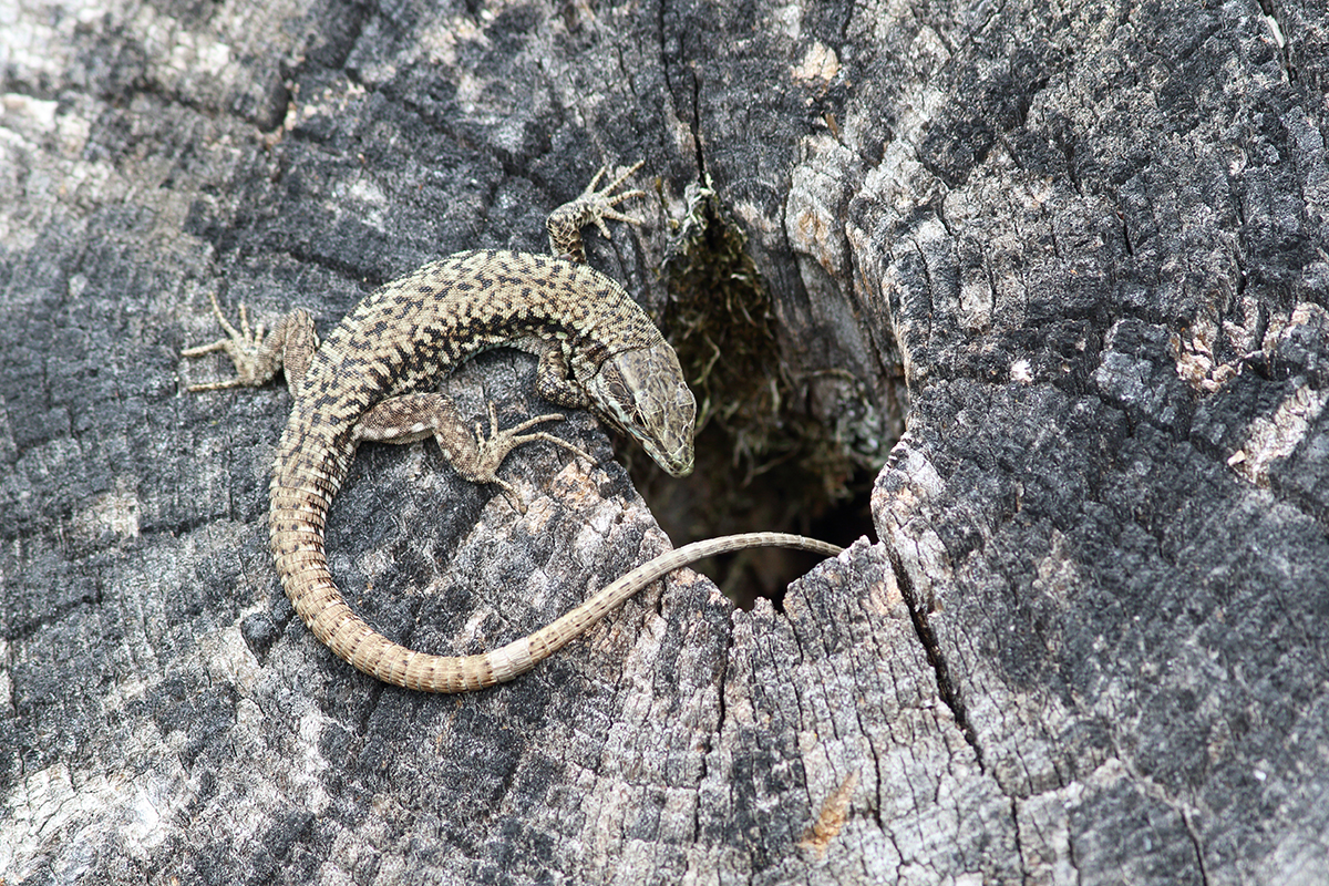 lézard