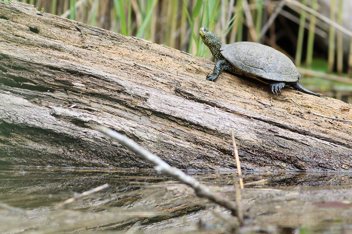 tortue cistude canton de genève