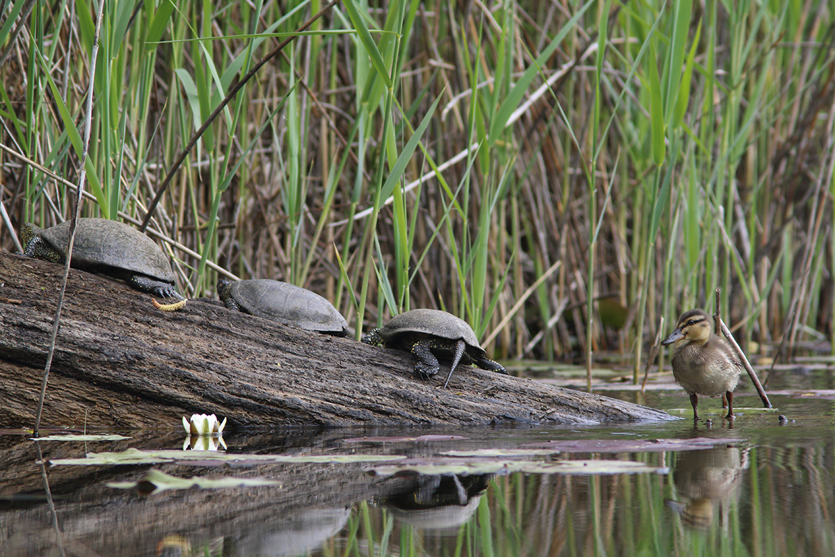 tortue cistude canton de genève