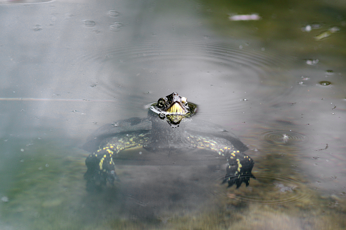 tortue cistude canton de genève