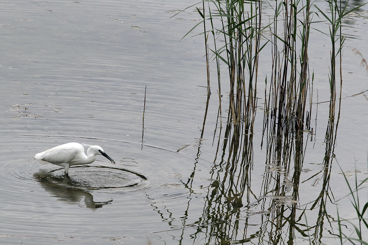 aigrette jura