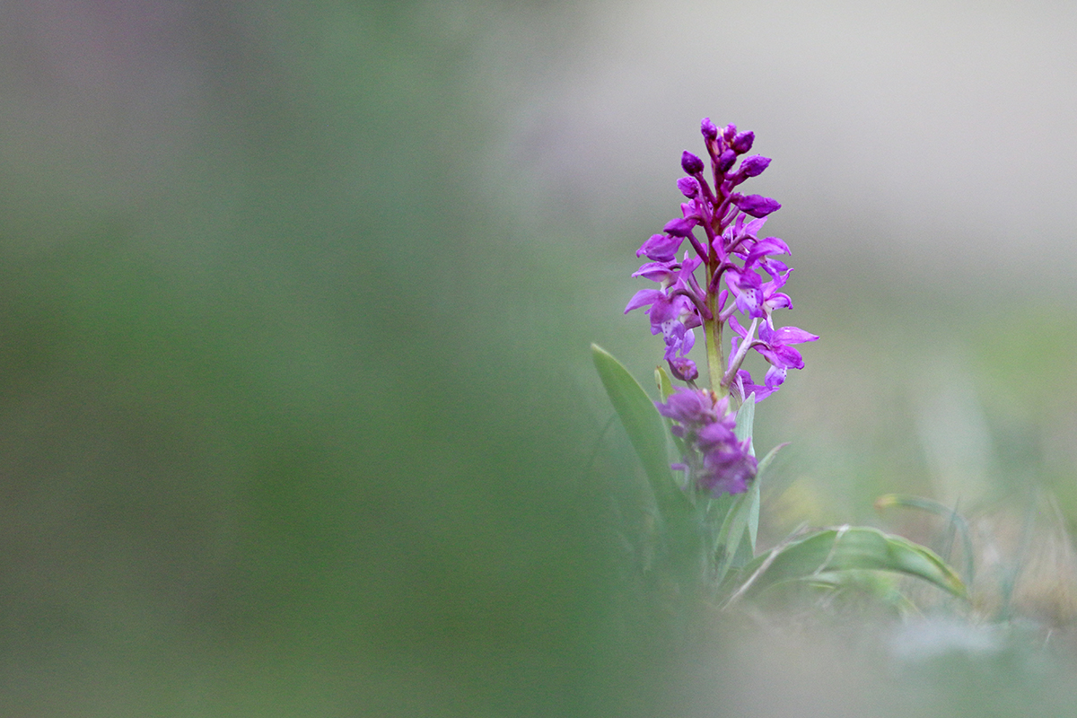 orchis male