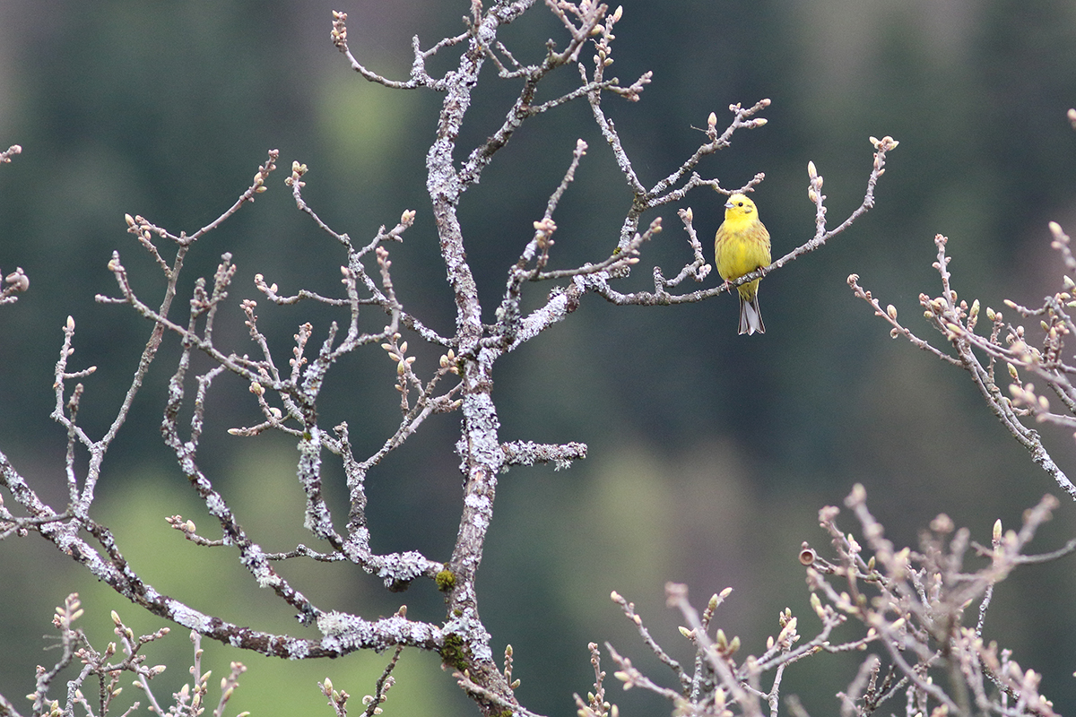 bruant jaune jura