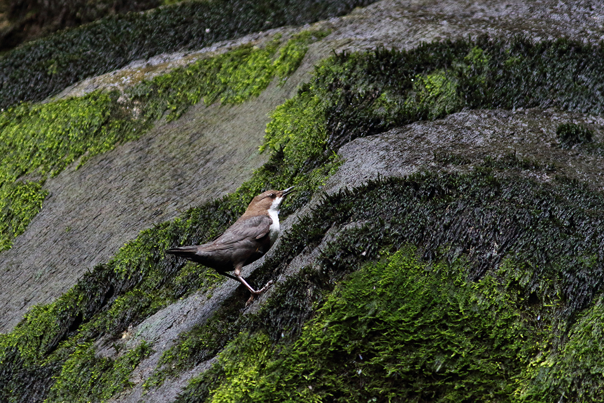 cincle plongeur jura