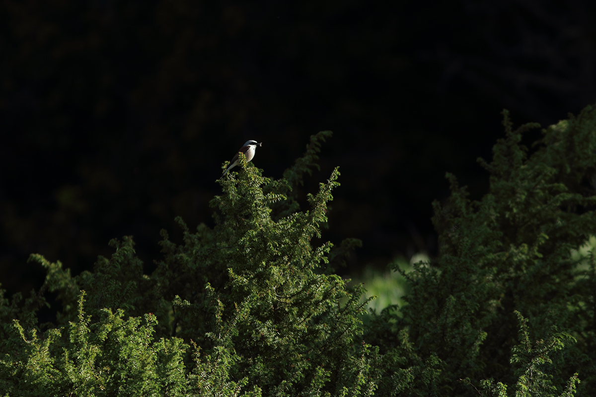 Pie-grièche écorcheur dans le Jura