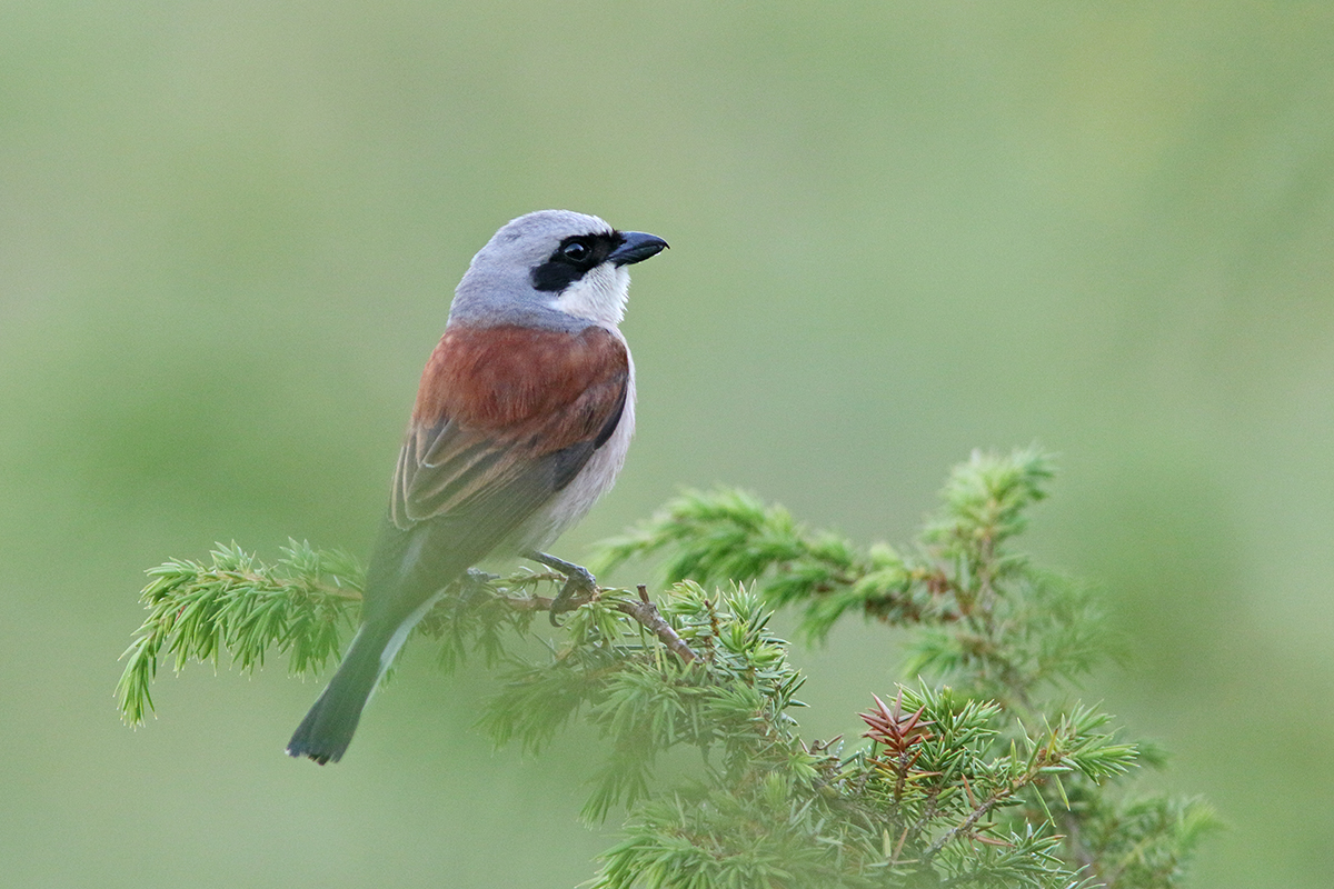 Pie-grièche écorcheur dans le Jura