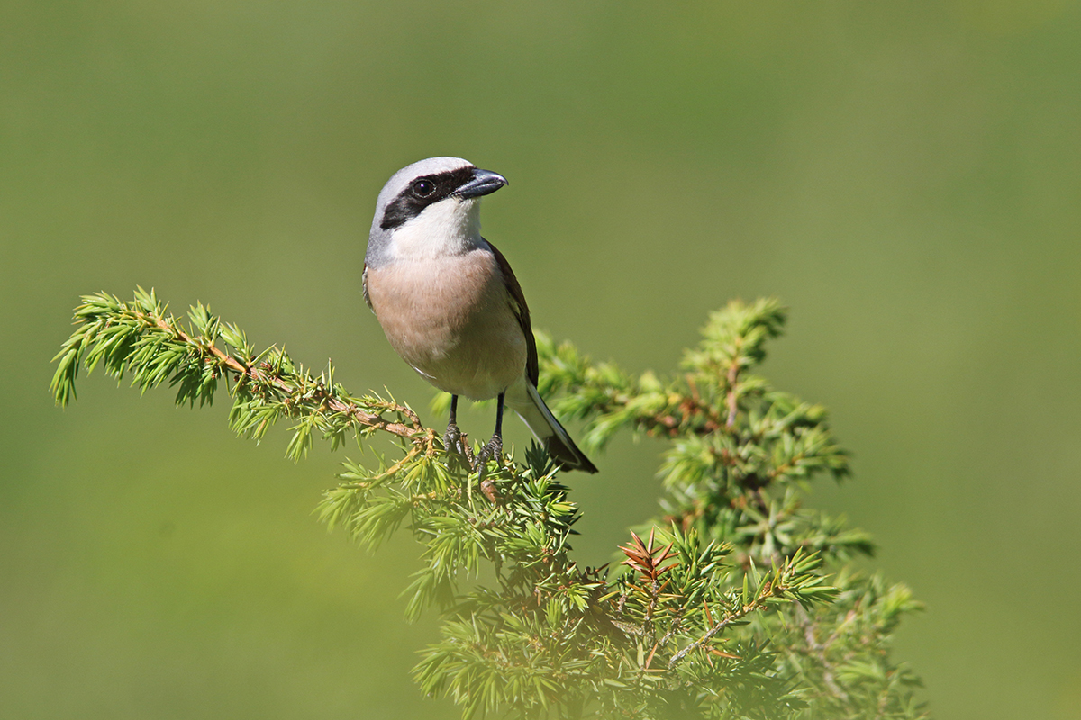 Pie-grièche écorcheur dans le Jura