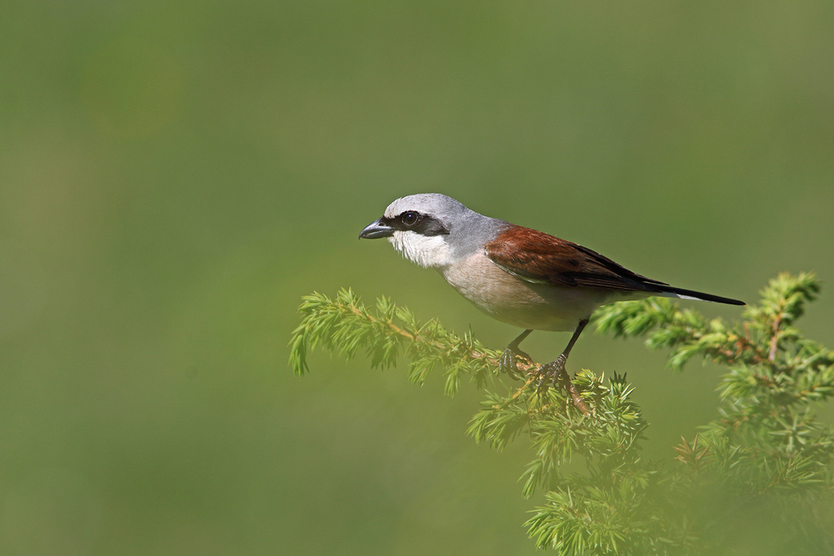 Pie-grièche écorcheur dans le Jura