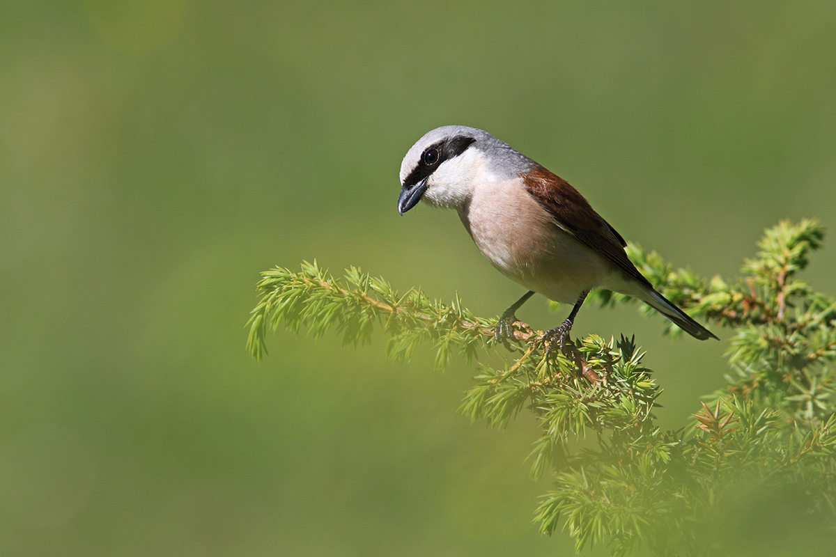 Pie-grièche écorcheur dans le Jura