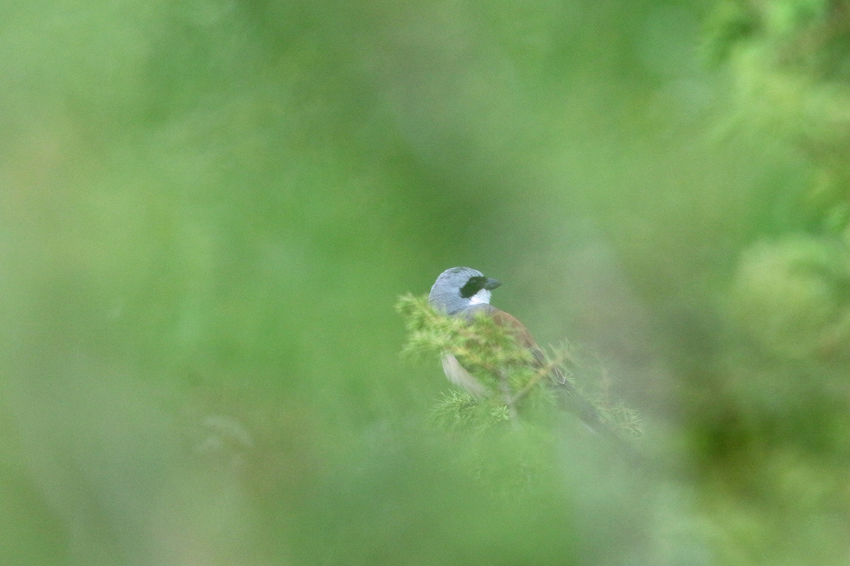 Pie-grièche écorcheur dans le Jura