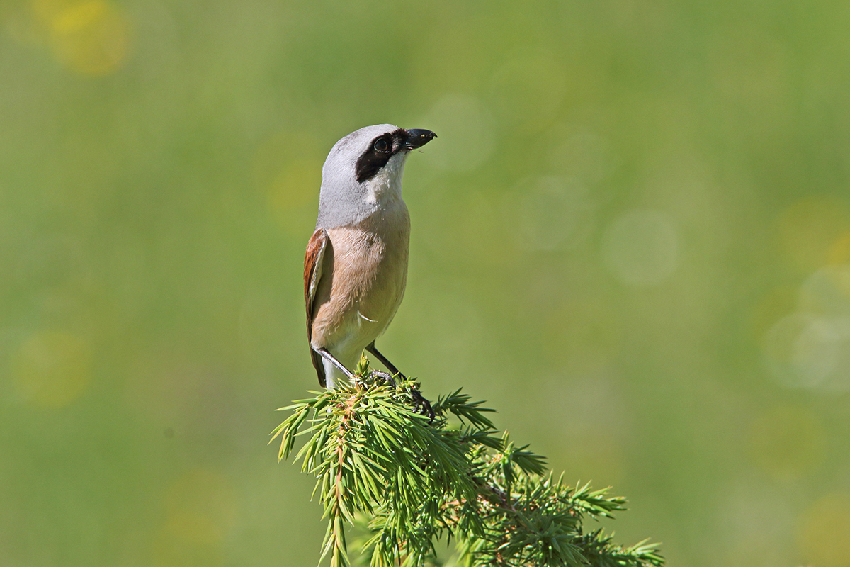 Pie-grièche écorcheur dans le Jura