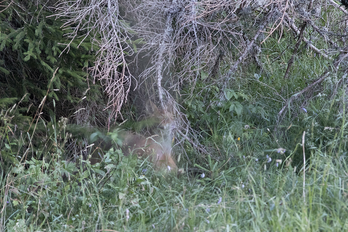 renard fantome