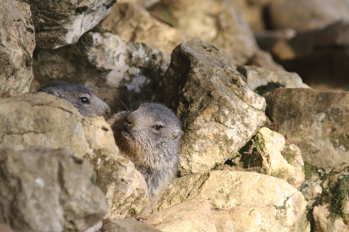 jeune marmotte jurassienne