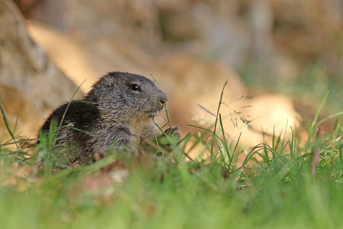 jeune marmotte jurassienne