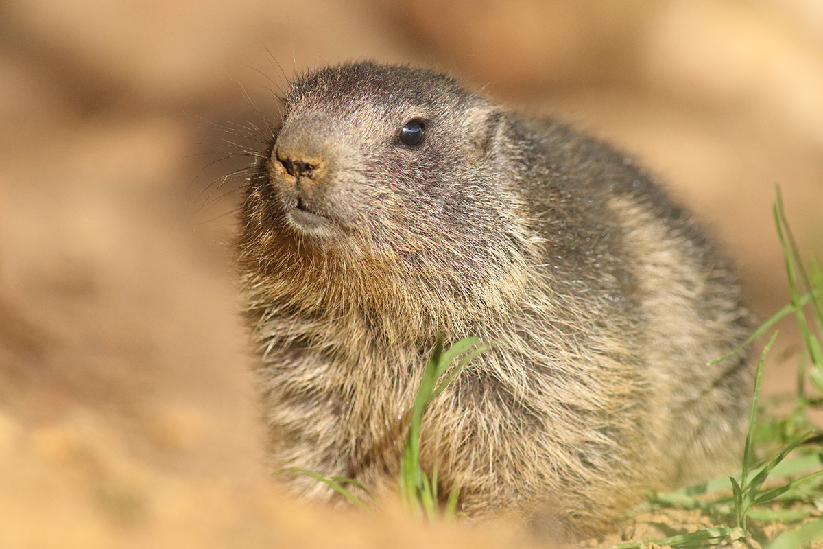 jeune marmotte jurassienne