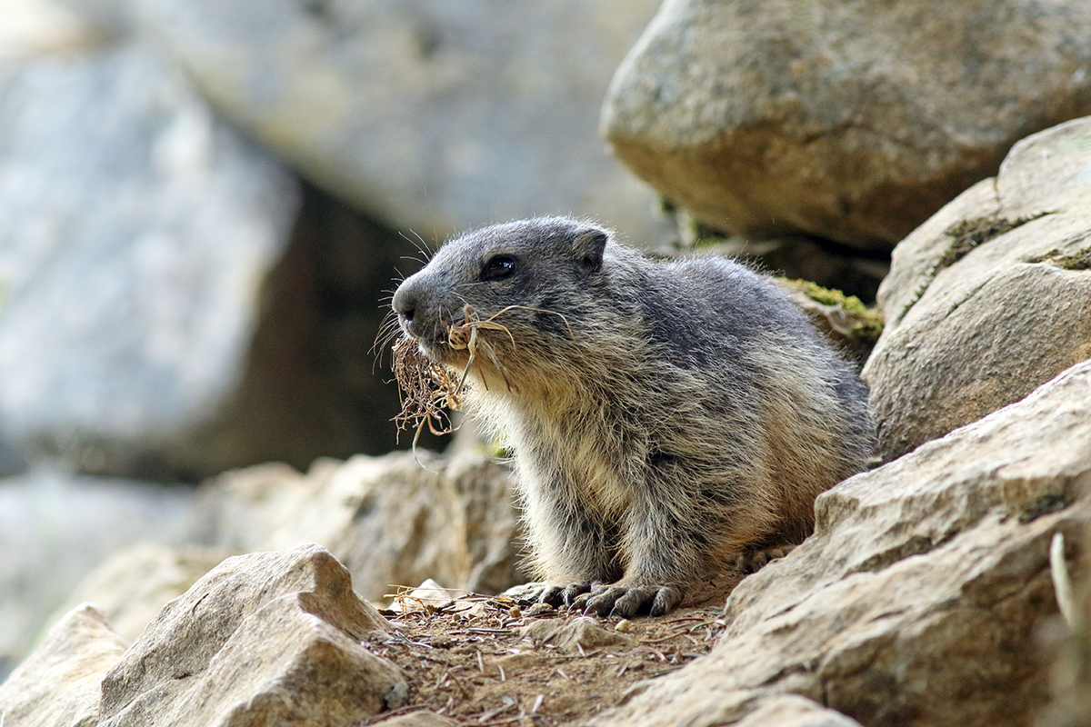 jeune marmotte jurassienne