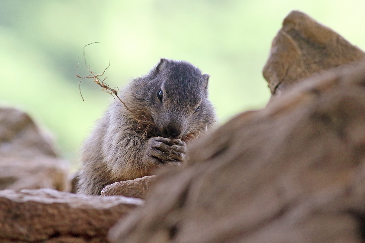 jeune marmotte jurassienne