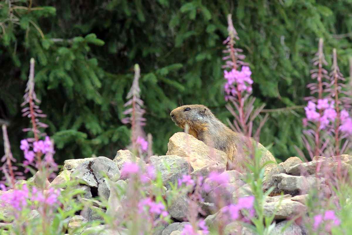 jeune marmotte jurassienne