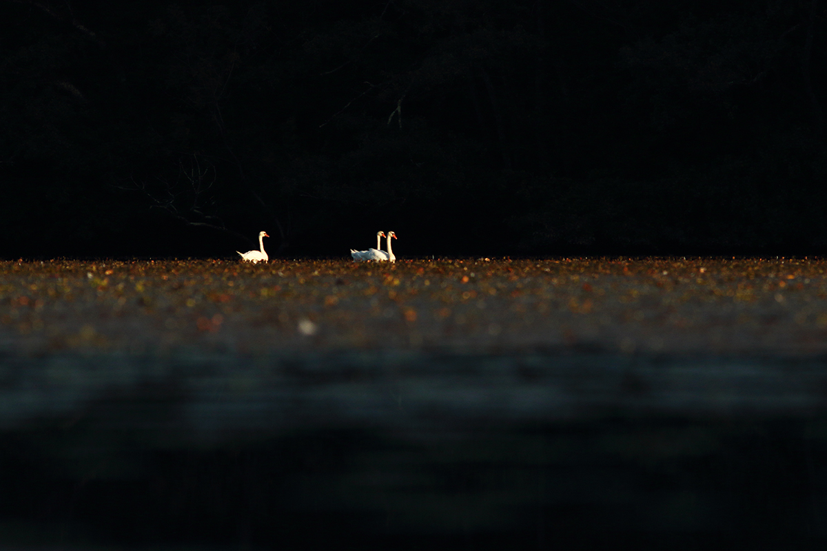 cygnes