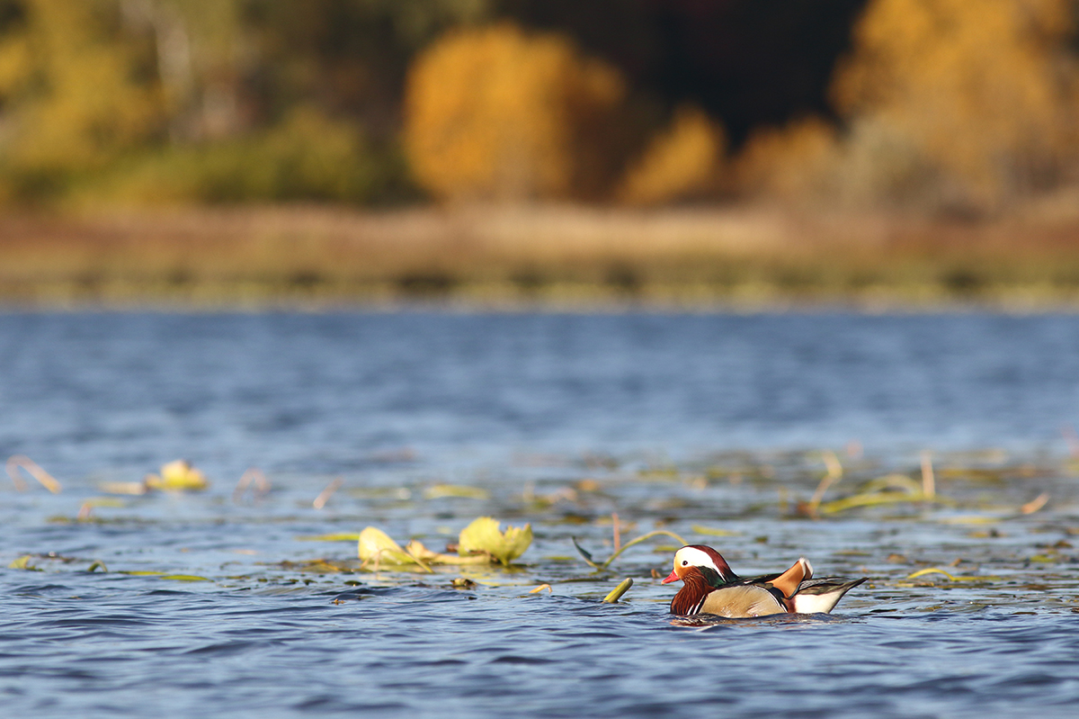 canard ma,darin