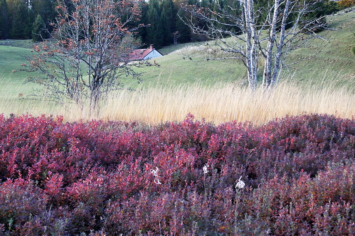 tourbière jura automne