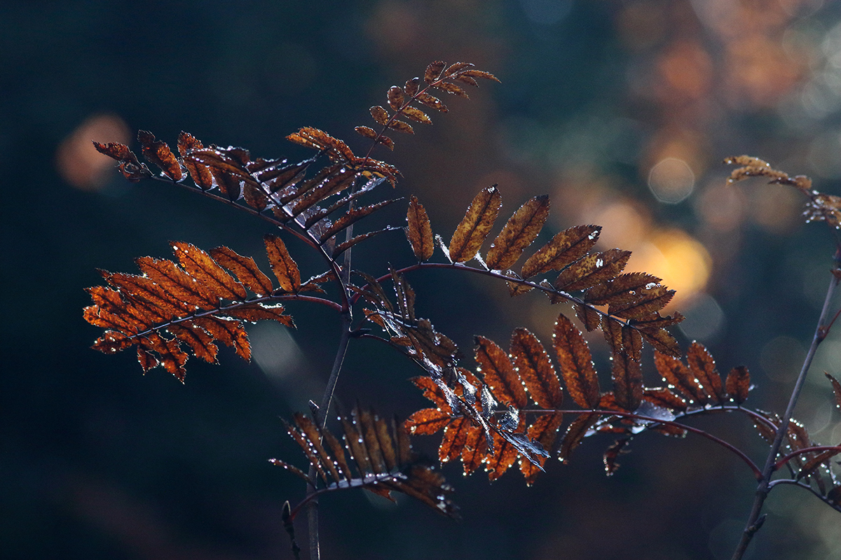 sorbier automne