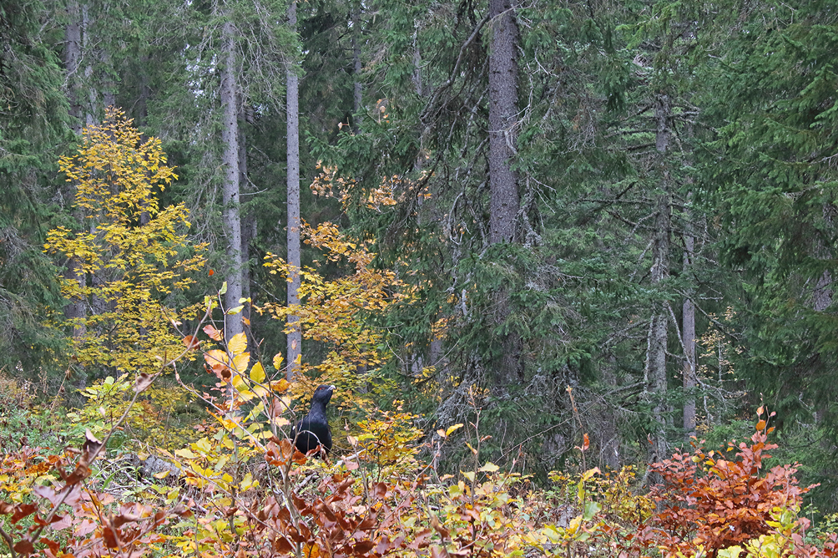 forêt jurassienne automne