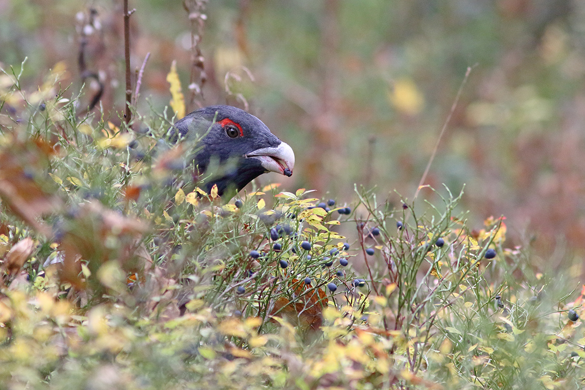 tétras mange myrtilles