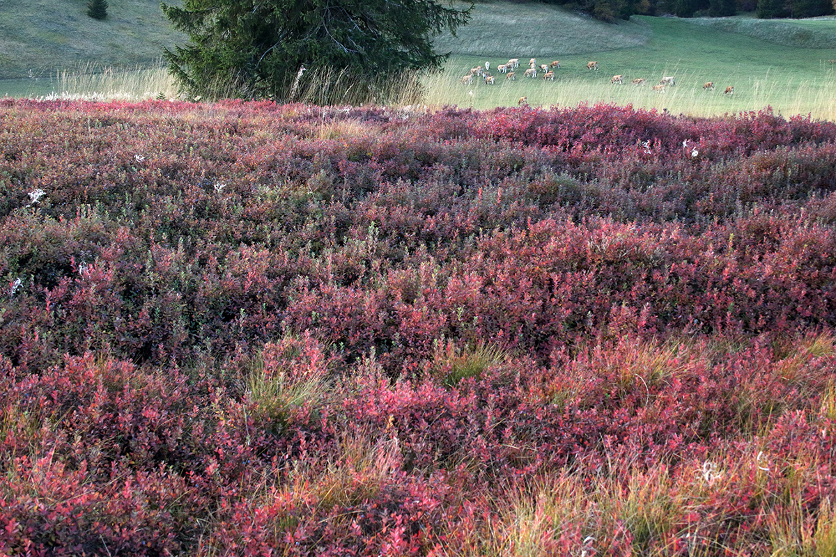 tourbière jura automne