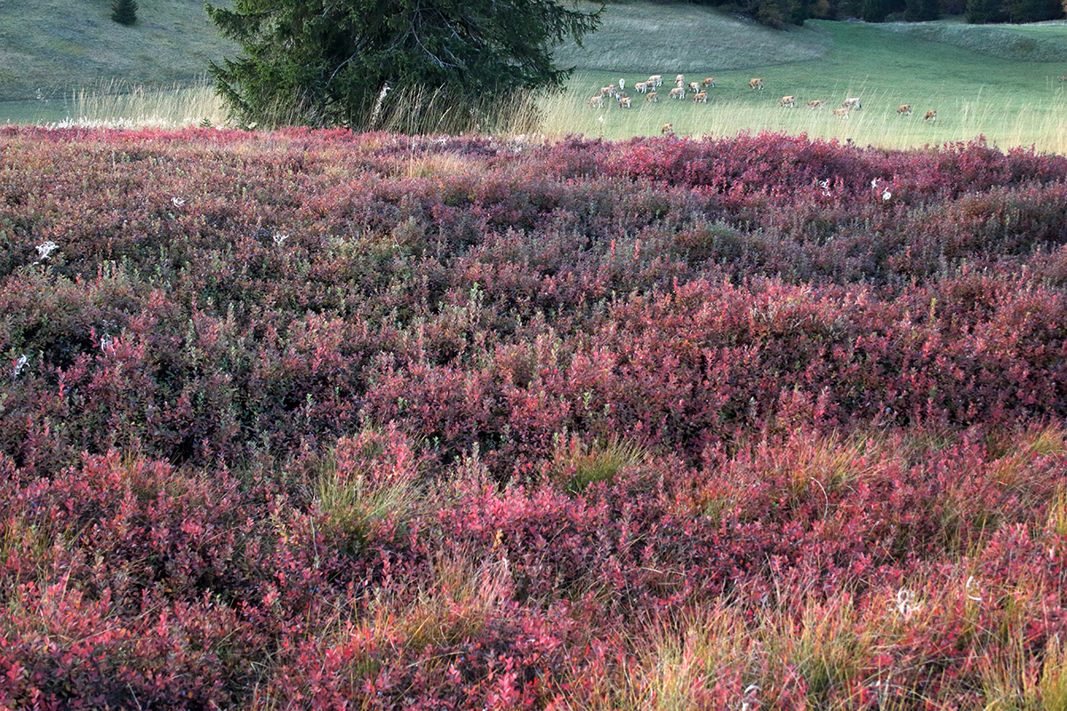 tourbière jura automne