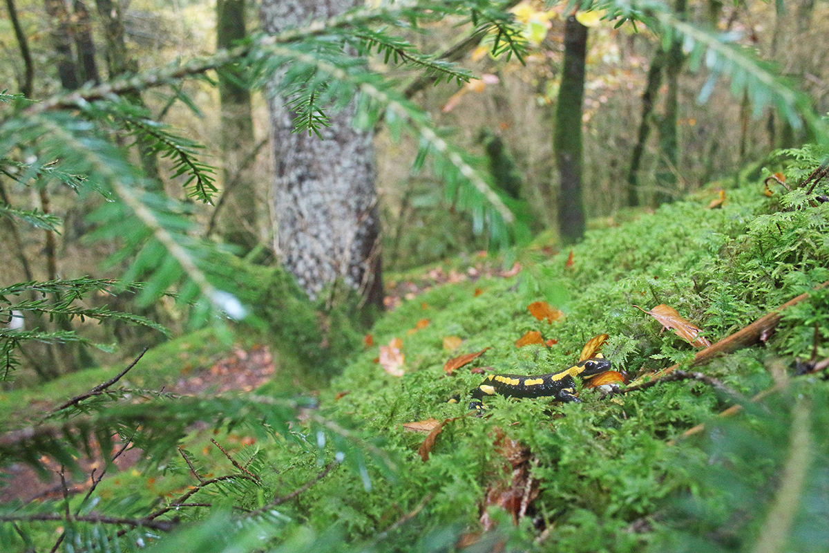 salamandre tachetée jura