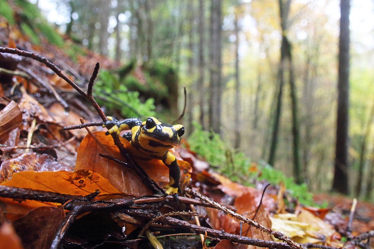 salamandre tachetée jura