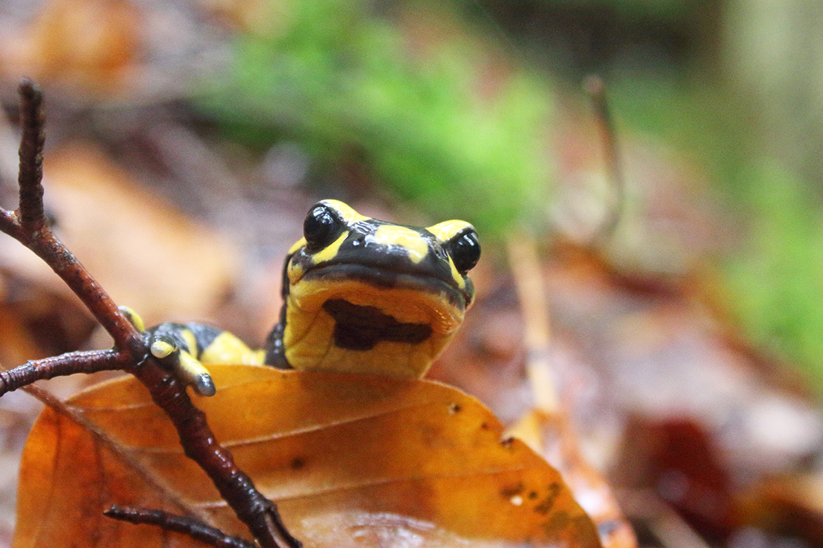 salamandre tachetée jura