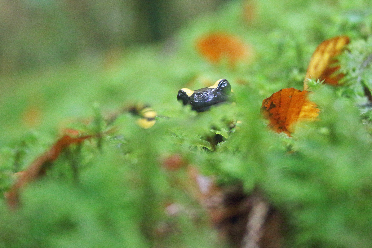 salamandre tachetée jura