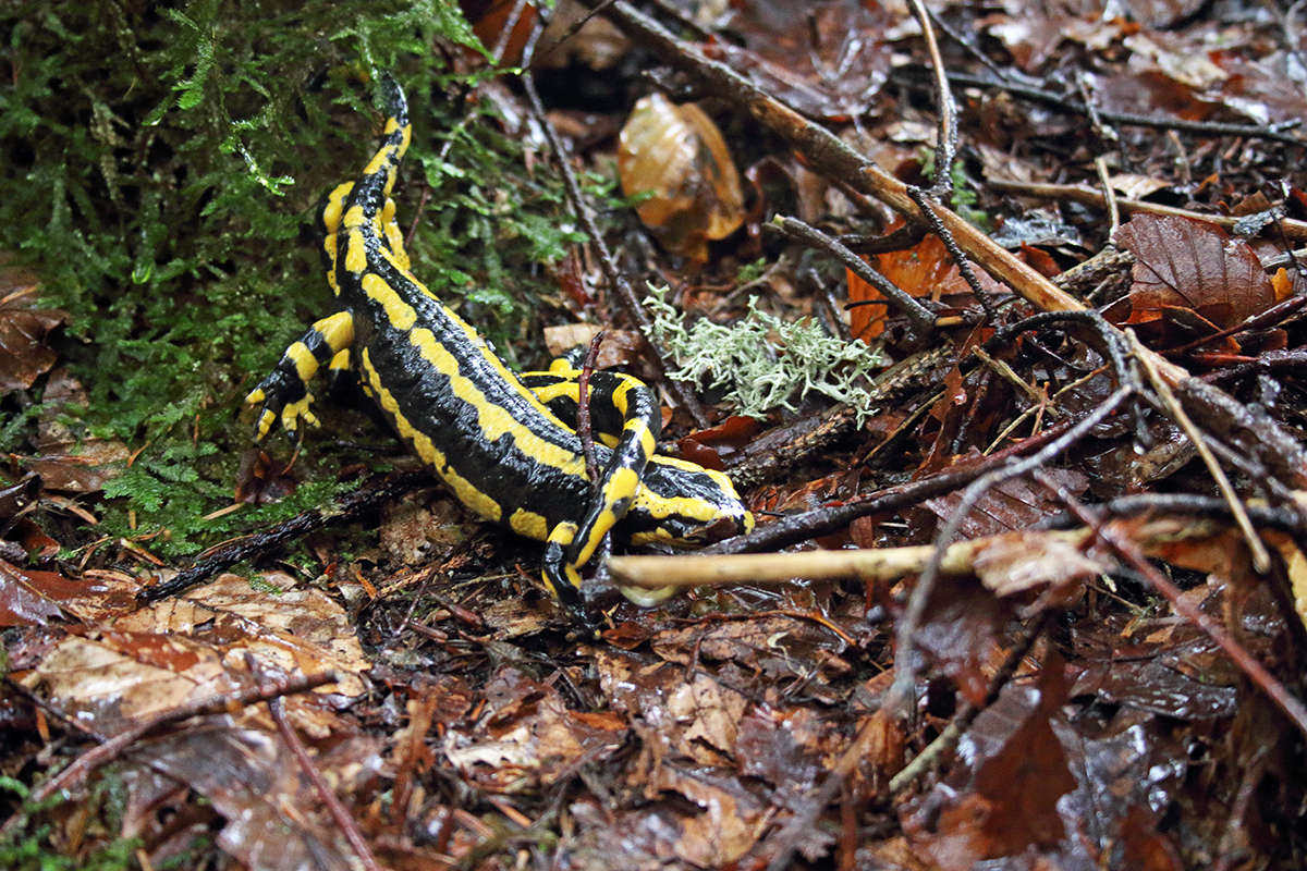 salamandre tachetée jura