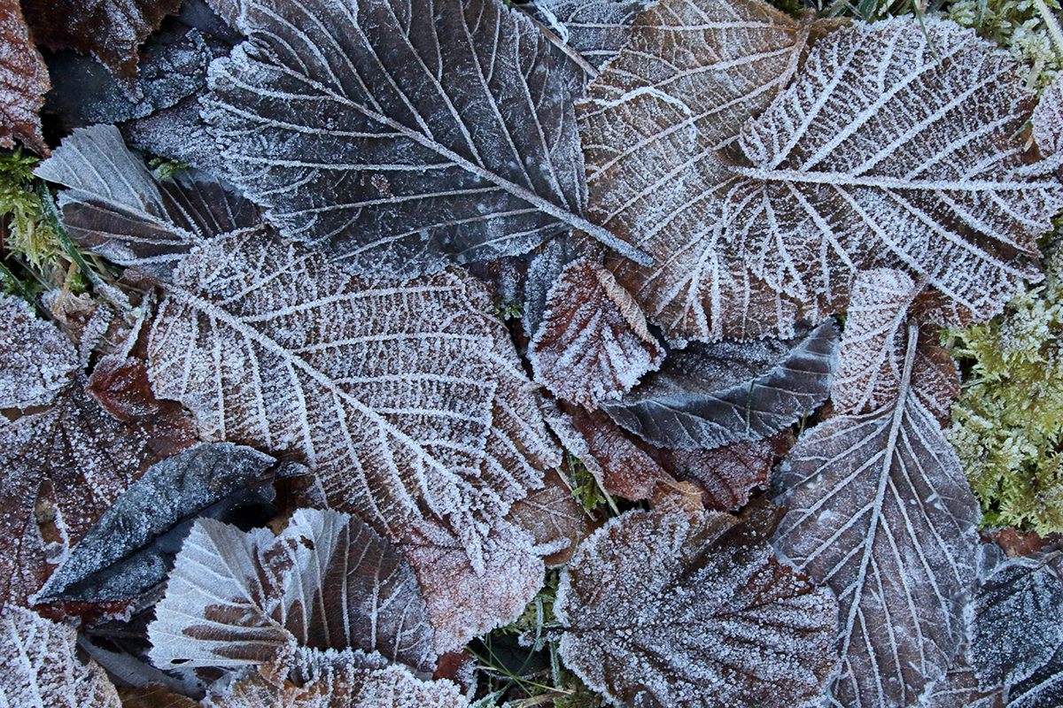 glace jura