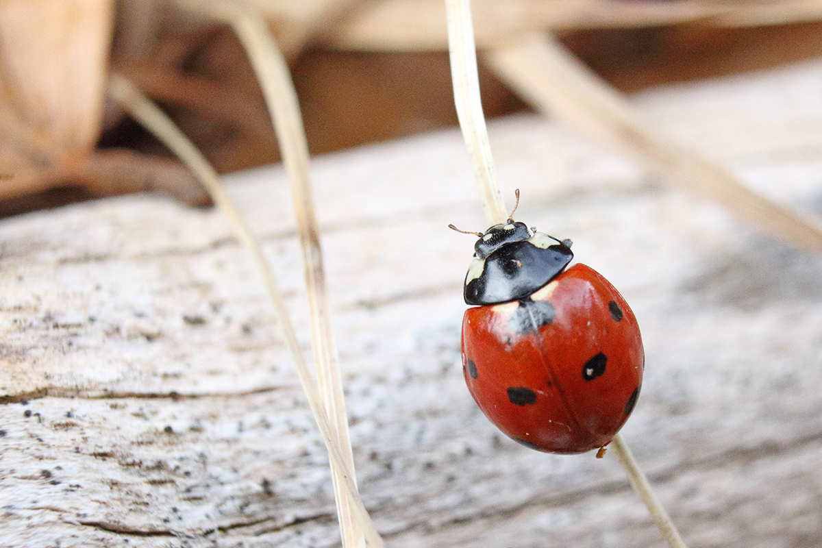 coccinelle jura