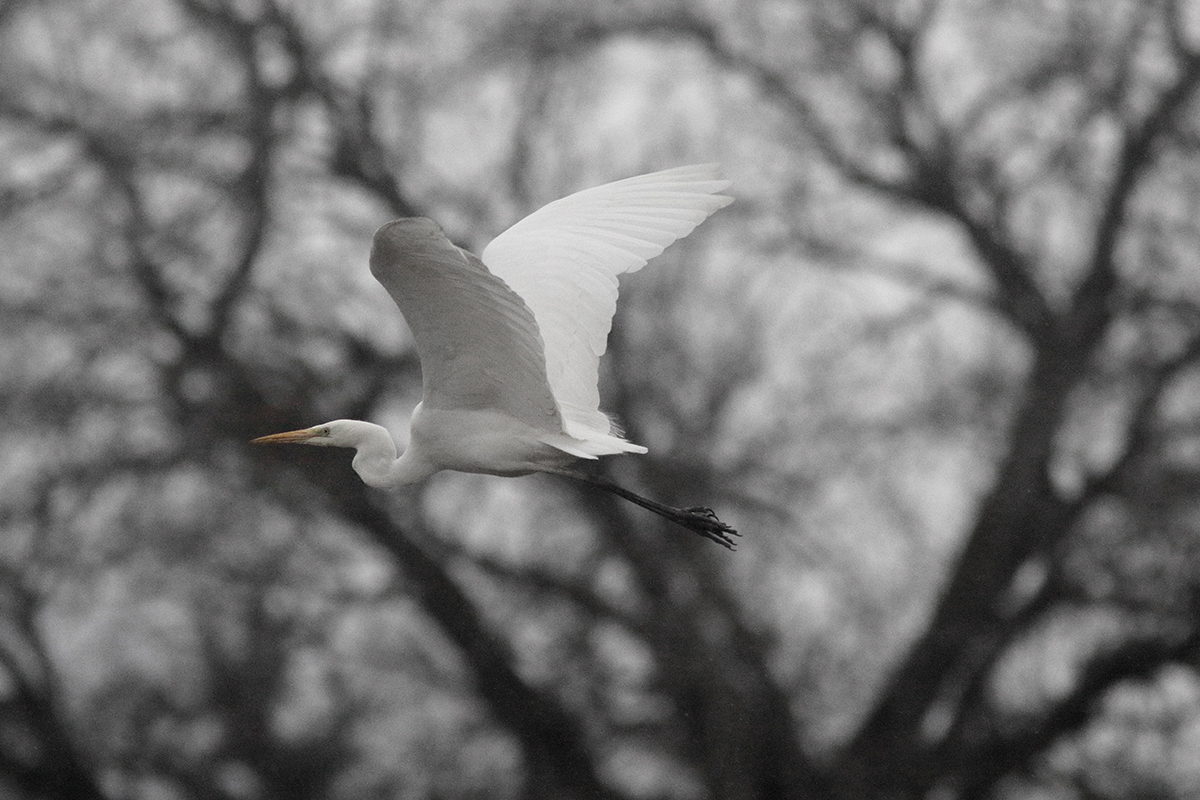 grande aigrette