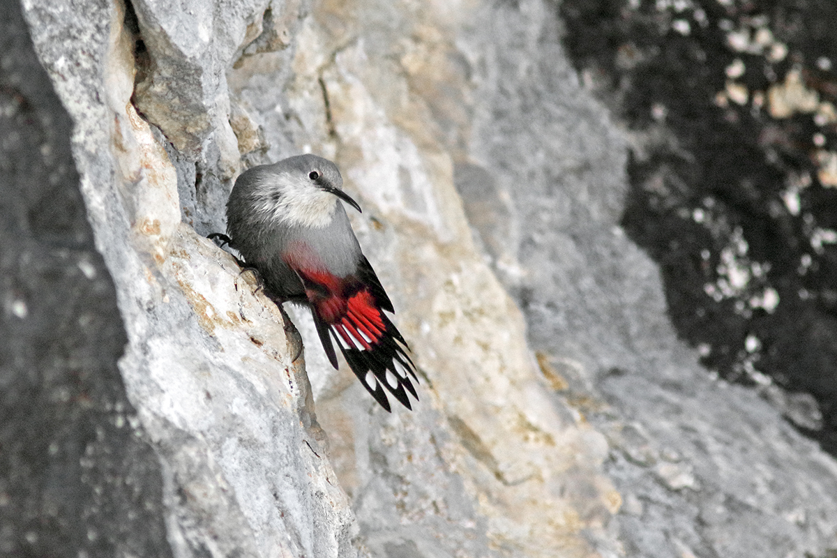 tichodrome échelette dans le Jura