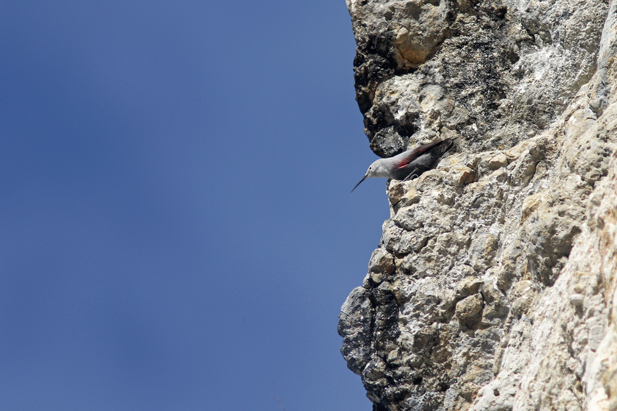 tichodrome échelette dans le Jura