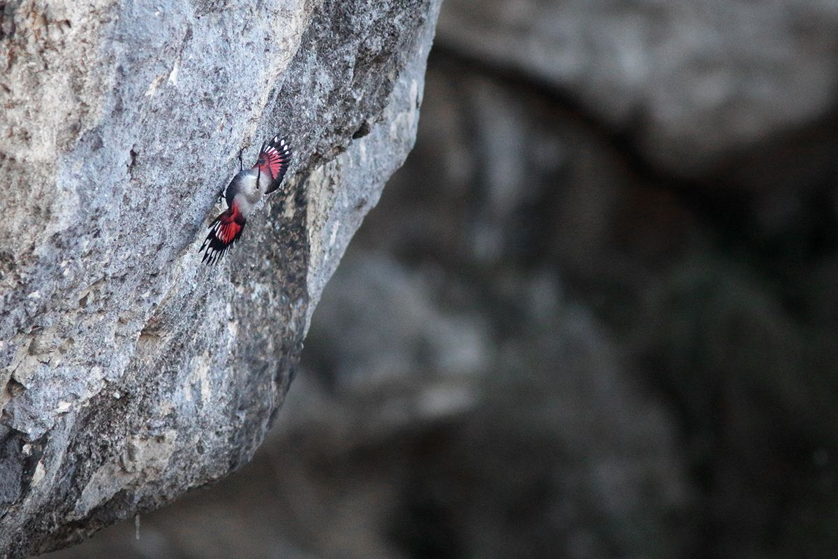 tichodrome échelette dans le Jura