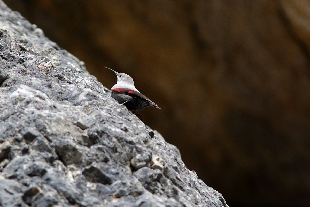 tichodrome échelette dans le Jura