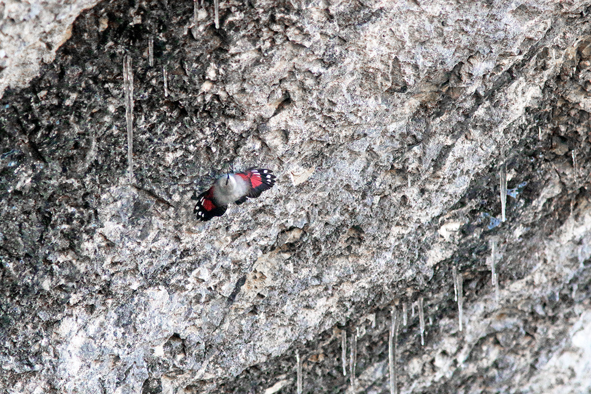 tichodrome échelette dans le Jura