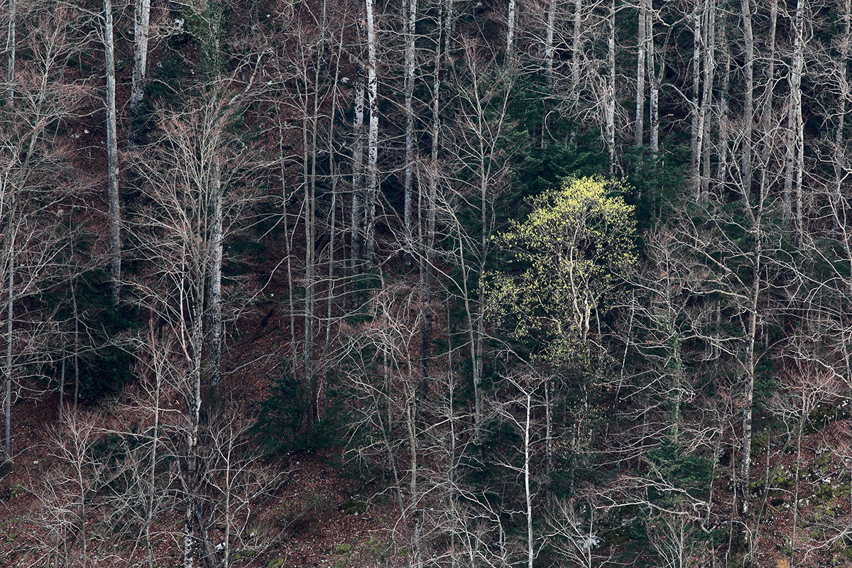 forêt jura