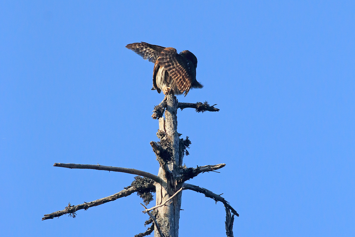 reproduction chouettes chevêchettes jura