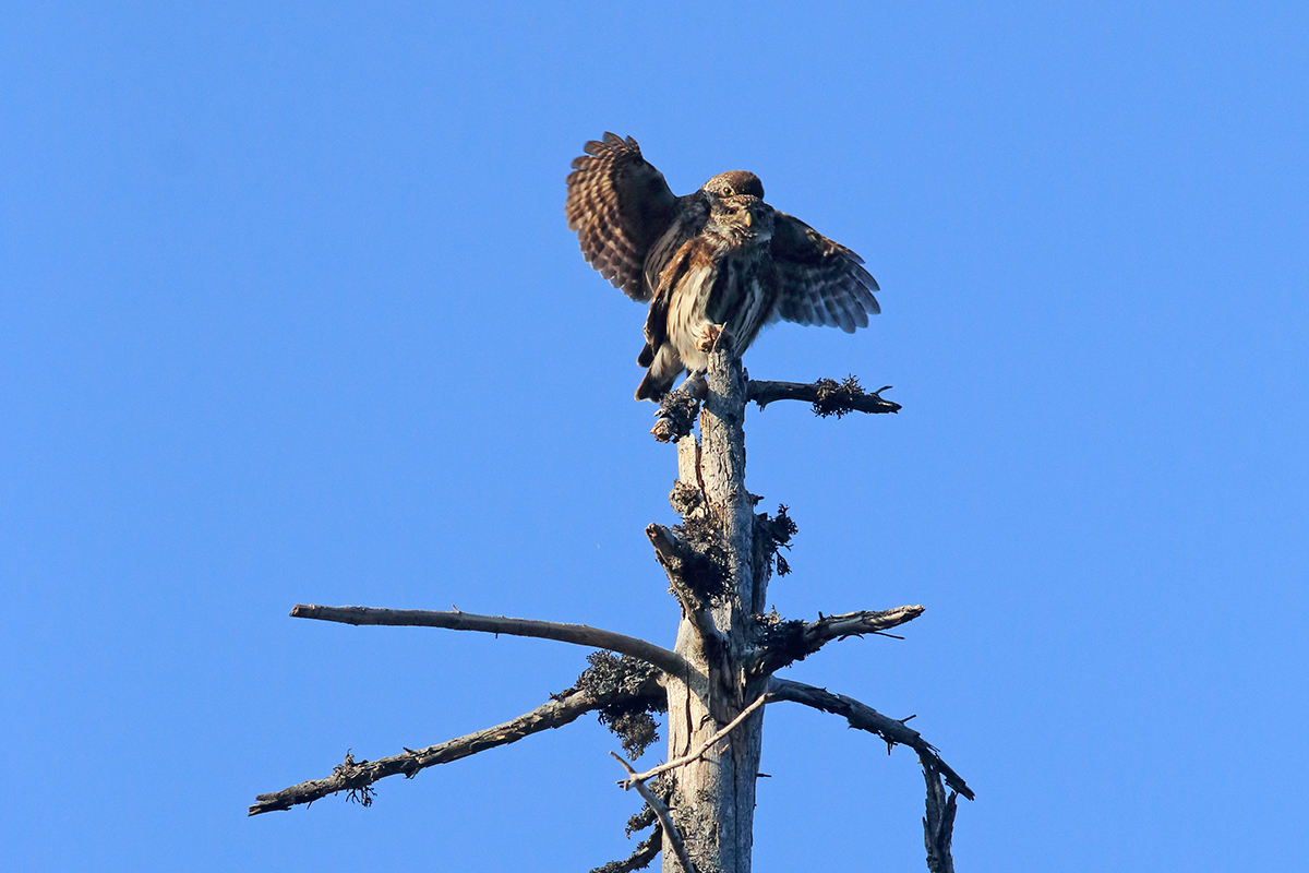 reproduction chouettes chevêchettes jura