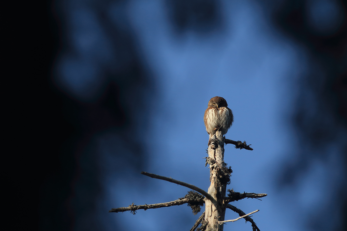 reproduction chouettes chevêchettes jura