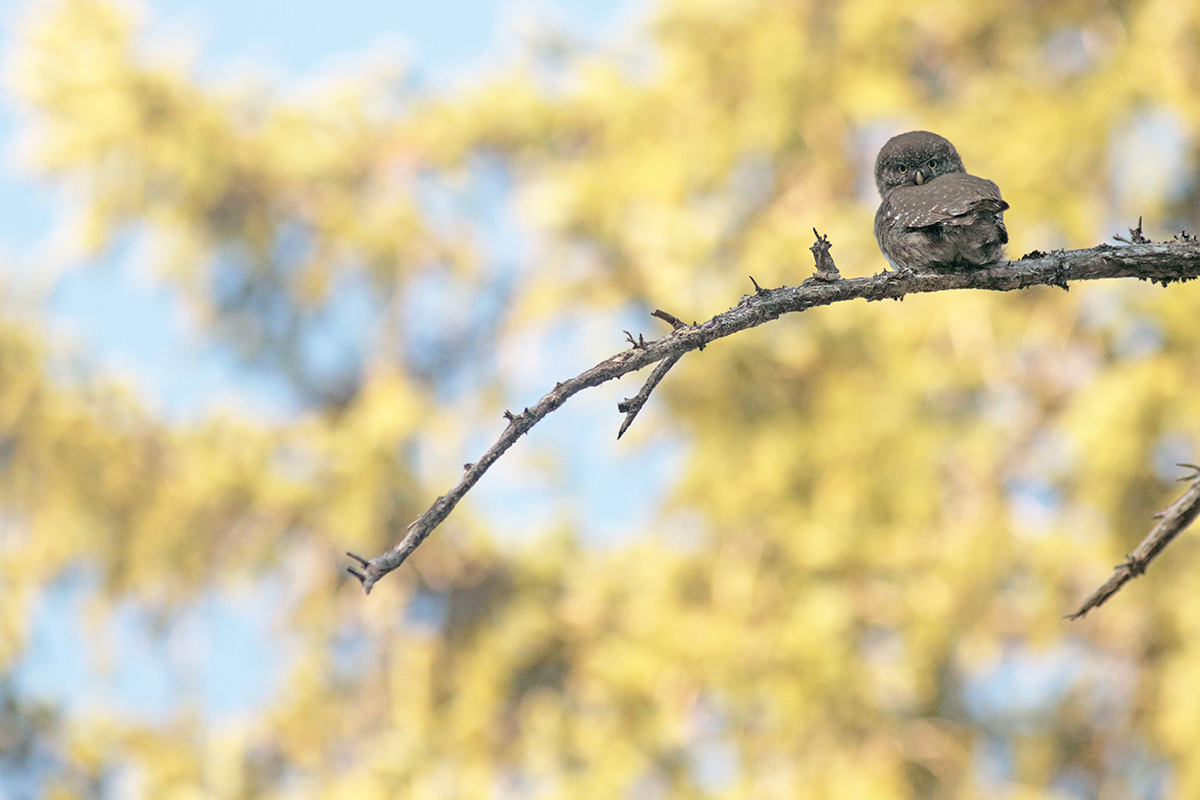 reproduction chouettes chevêchettes jura