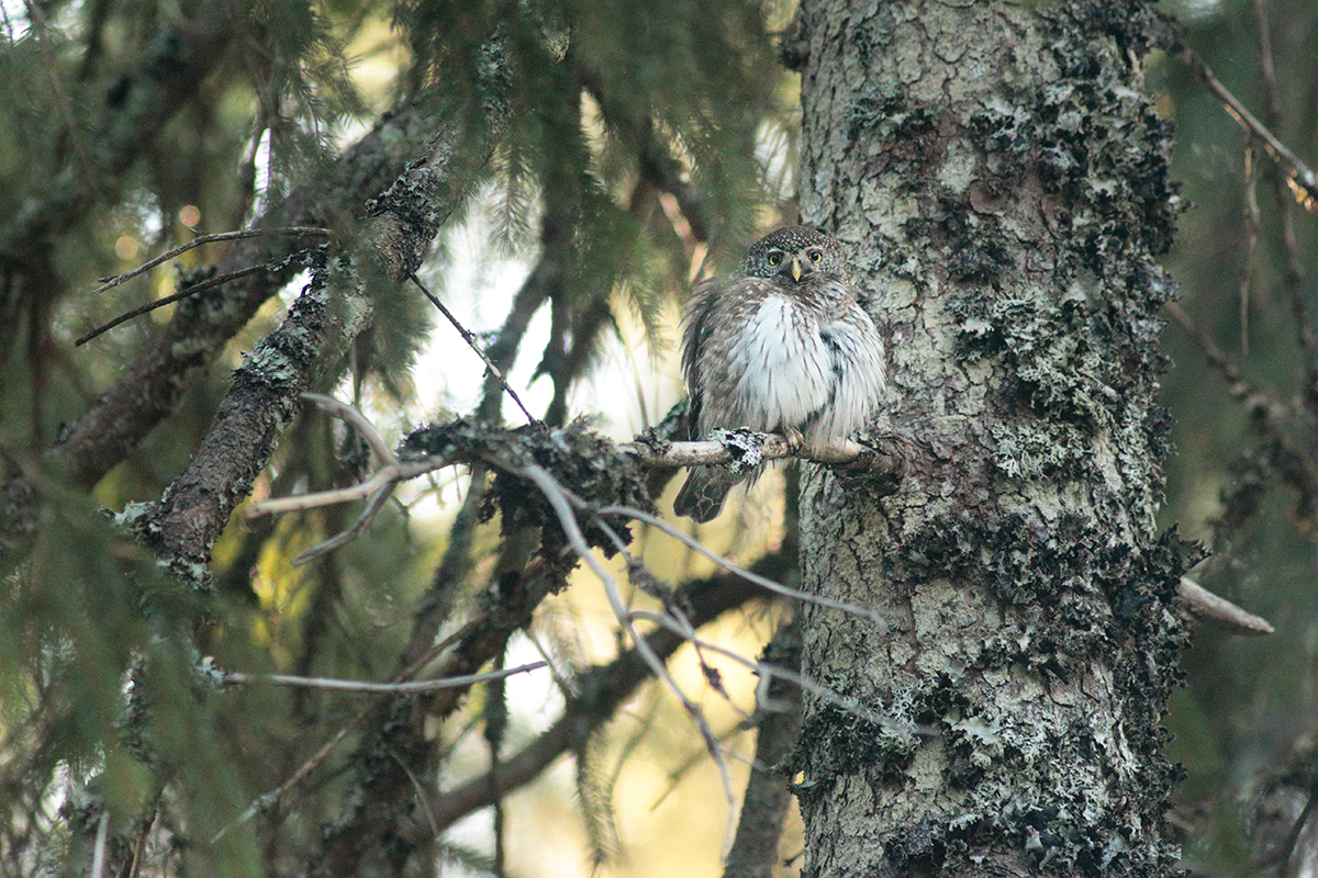 reproduction chouettes chevêchettes jura